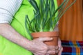 An elderly woman holds chives grown in a pot Royalty Free Stock Photo