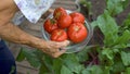 woman holds a tomato harvest in hand im back yard Royalty Free Stock Photo