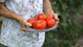 woman holds a tomato harvest in hand im back yard Royalty Free Stock Photo