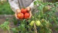 woman holds a tomato harvest in hand im back yard Royalty Free Stock Photo