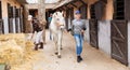 Elderly woman horse breeder leading white racehorse along stables outdoors Royalty Free Stock Photo