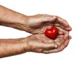 Elderly woman keeping red heart in her palms Royalty Free Stock Photo