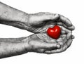 Elderly woman keeping red heart in her palms Royalty Free Stock Photo