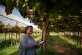 elderly woman owner of a vineyard is using a tablet to work and check the quality of grapes and fruit in the vineyard Royalty Free Stock Photo