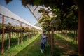 elderly woman owner of a vineyard is using a tablet to work and check the quality of grapes and fruit in the vineyard Royalty Free Stock Photo