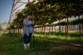 elderly woman owner of a vineyard is using a tablet to work and check the quality of grapes and fruit in the vineyard Royalty Free Stock Photo