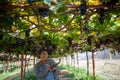 elderly woman owner of a vineyard is using a tablet to work and check the quality of grapes and fruit in the vineyard Royalty Free Stock Photo