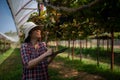 elderly woman owner of a vineyard is using a tablet to work and check the quality of grapes and fruit in the vineyard Royalty Free Stock Photo