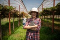 elderly woman owner of a vineyard is using a tablet to work and check the quality of grapes and fruit in the vineyard Royalty Free Stock Photo