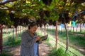 elderly woman owner of a vineyard is using a tablet to work and check the quality of grapes and fruit in the vineyard Royalty Free Stock Photo