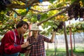 elderly woman owner of a vineyard is using a tablet to work and check the quality of grapes and fruit in the vineyard Royalty Free Stock Photo