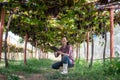 elderly woman owner of a vineyard is using a tablet to work and check the quality of grapes and fruit in the vineyard Royalty Free Stock Photo