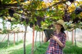 elderly woman owner of a vineyard is using a tablet to work and check the quality of grapes and fruit in the vineyard Royalty Free Stock Photo