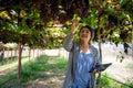 elderly woman owner of a vineyard is using a tablet to work and check the quality of grapes and fruit in the vineyard Royalty Free Stock Photo