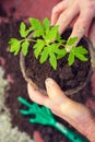 Elderly woman planting fresh tomato seedling, hands detail, homegrown vegetables Royalty Free Stock Photo