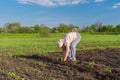 Elderly woman planting tomato seedling in spring garden