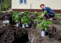 An elderly woman planting tomatoes in the open ground