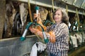 Elderly woman preparing equipments for milking cows