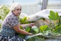 An elderly woman shows a zucchini in a greenhouse