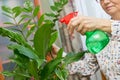 Elderly woman spraying a plant with pure water from a spray bottle Royalty Free Stock Photo