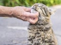 An elderly woman strokes and plays with a tabby cat.