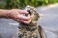 An elderly woman strokes and plays with a tabby cat.