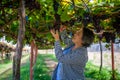 Elderly woman vineyard cutting grapes in the vineyard Royalty Free Stock Photo