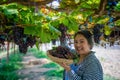 Elderly woman vineyard cutting grapes in the vineyard Royalty Free Stock Photo