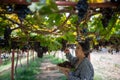 Elderly woman vineyard cutting grapes in the vineyard Royalty Free Stock Photo