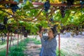 Elderly woman vineyard cutting grapes in the vineyard Royalty Free Stock Photo