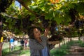 Elderly woman vineyard cutting grapes in the vineyard Royalty Free Stock Photo