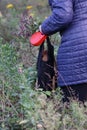 elderly woman walks dog bag collects herbs Royalty Free Stock Photo