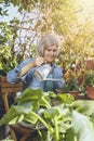 Elderly woman waters pot with kalanchoe plant on terrace full of plants Royalty Free Stock Photo