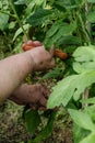 elderly woman works in a greenhouse with tomatoes