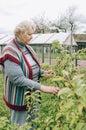 An elderly woman of 65 years old works in the garden. Royalty Free Stock Photo