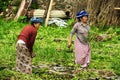Elderly women picking green onians in Bali, Indonesia.