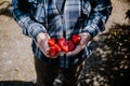 Eldery farmer holding a bunch of Rocoto chili pepper Royalty Free Stock Photo
