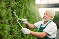 Eldery male gardener using scissors for bushes. Royalty Free Stock Photo