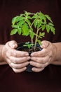 Eldery Woman holding and protecting small plant Royalty Free Stock Photo