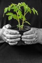 Eldery Woman holding and protecting small plant with vibrant green leaves Royalty Free Stock Photo