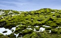 Eldhraun lava fields Covered With Moss, Iceland Royalty Free Stock Photo