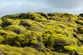Eldhraun - Moss Fields, Iceland Royalty Free Stock Photo