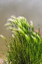 Eldorado Feather Reed Grass