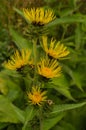 Elecampane Royalty Free Stock Photo
