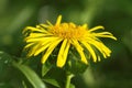 Elecampane flower Royalty Free Stock Photo
