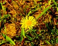 Elecampane flower in the green grass