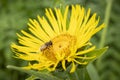 Elecampane Flower Royalty Free Stock Photo