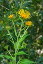 Elecampane flowers blooming, Inula helenium, with green leaves background Royalty Free Stock Photo
