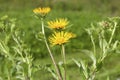 Elecampane Royalty Free Stock Photo