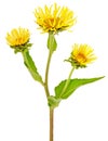 Elecampane (Inula helenium) flower Royalty Free Stock Photo